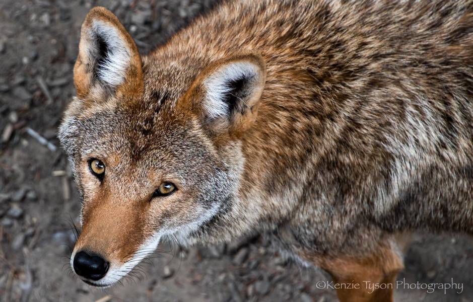 One of the coyotes living at the Ralph Perkins II Wildlife Center & Woods Garden.