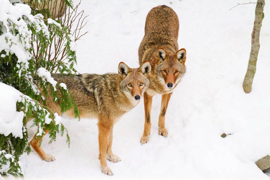 These two coyotes are permanent residents of the Ralph Perkins II Wildlife Center & Woods Garden.