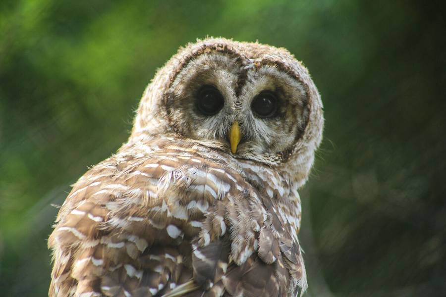 Beaker, the Barred Owl