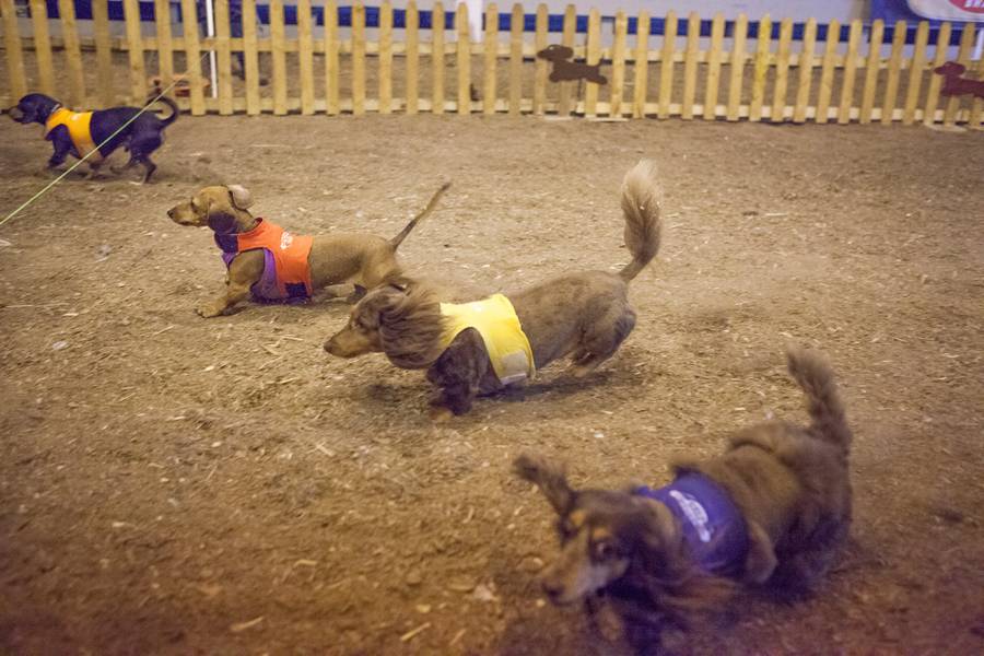 The weiner dog races.