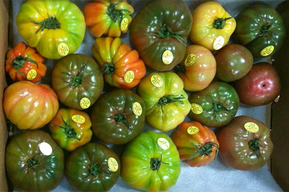 Blue Sky Green Fields