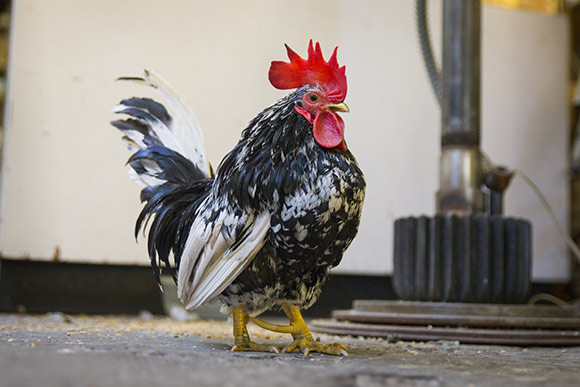 The resident mascot at The Glass Bubble Project