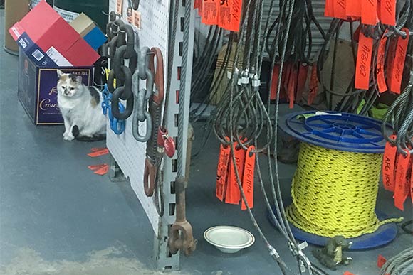 Gracie keeps watch at Samsel Supply