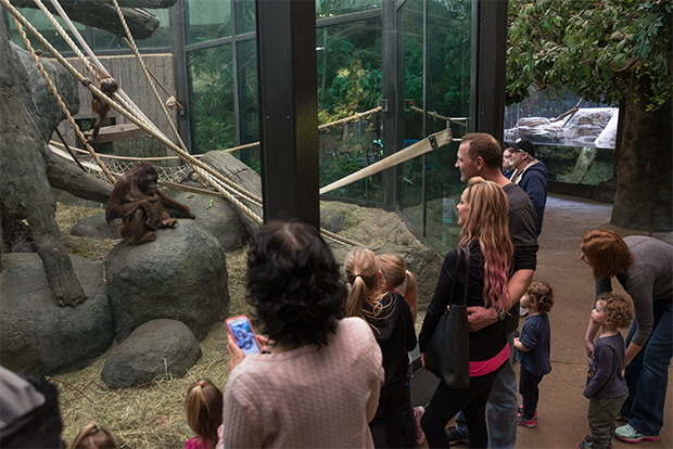 Checking out the Orangutans at the Metroparks Zoo RainForest