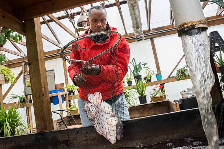 Marc White - Rid-All Farm Operations Manager scoops up some talipia - part of their aquafarming operation