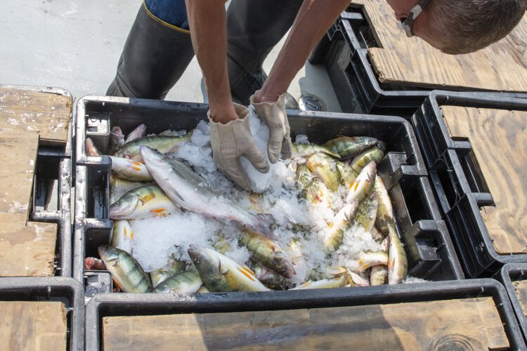 O’Donnell says there is growing fish feed market estimated to be worth $170 billion by 2026.