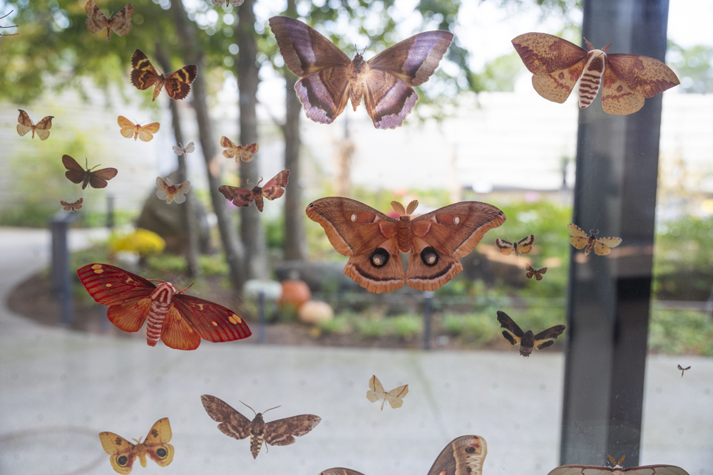 The Invertebrate Zoology collection houses approximately one million specimens of Butterflies