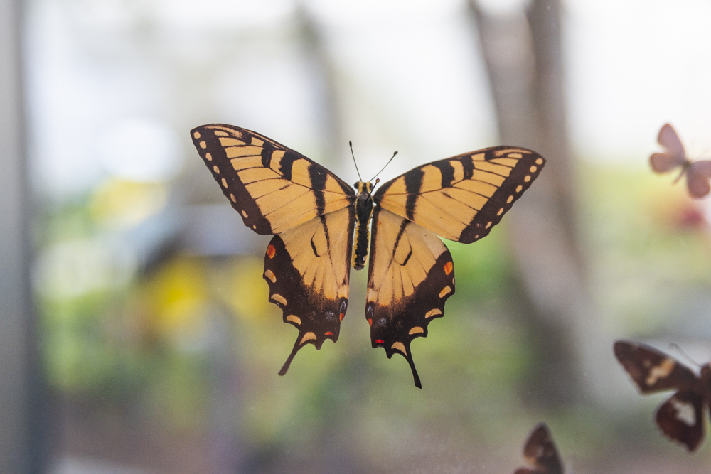The Invertebrate Zoology collection houses approximately 1 million specimens of Butterflies