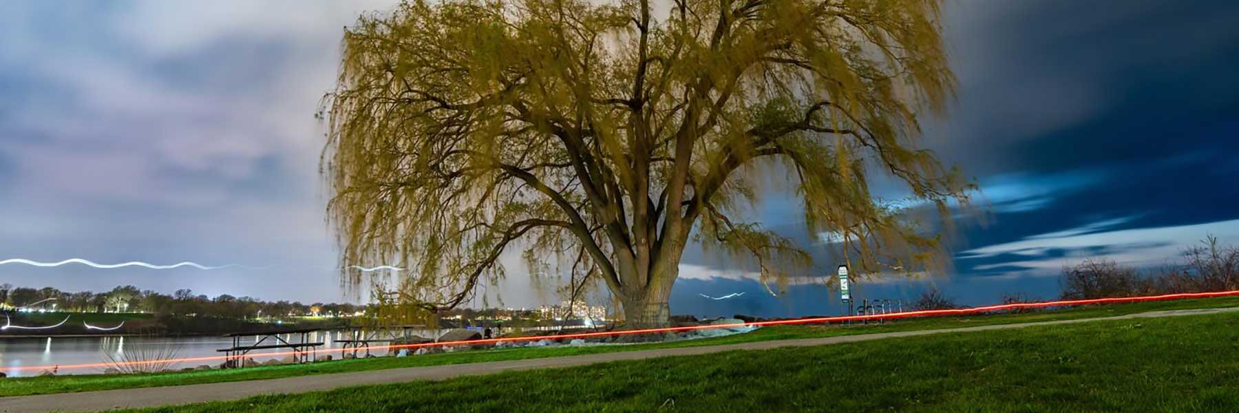 A brief exposure with a willow
