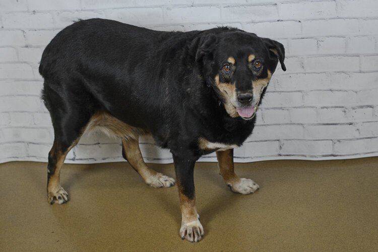 Blue is a 12-year-old Rottweiler mix who has been at the Cleveland APL since January.