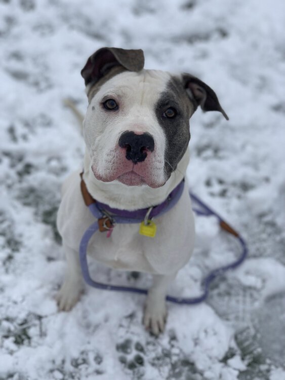 Clarice is a gentle, independent girl who is looking for a quiet home to relax in.