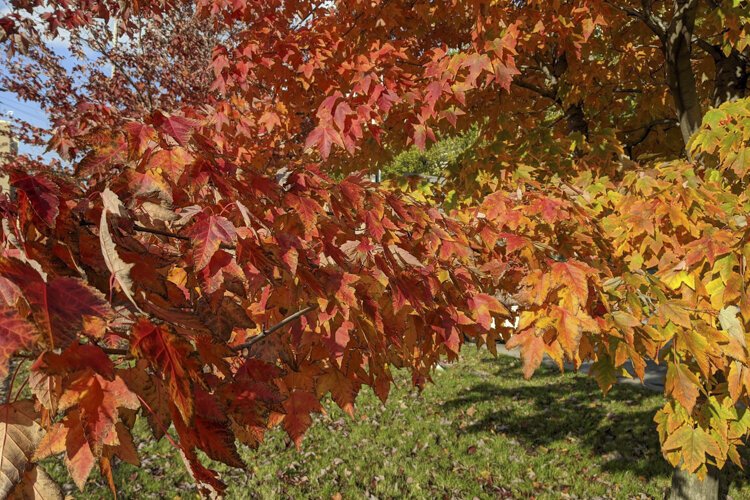 The dazzling colors are Nature’s flowers on the grave of summer.